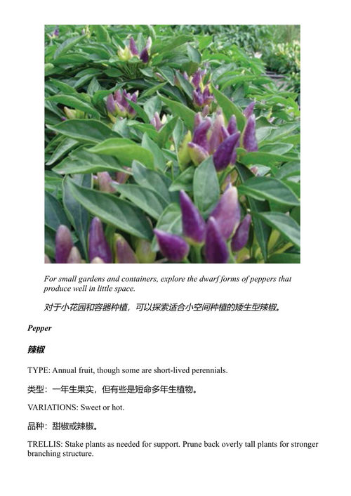 在干旱、沙漠与干燥时节种植蔬菜(十周年纪念版) 莫琳·吉尔默 (中英对照电子书)