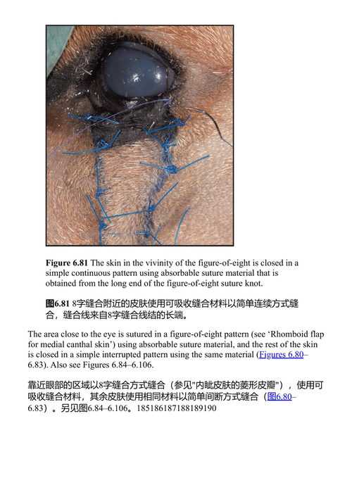 犬猫重建外科技术彩色图谱 约勒·基尔彭斯坦 / 布莱登·J·斯坦利 / 格特·特哈尔 (中英对照电子书)