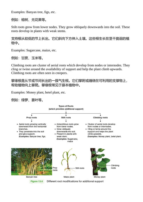 培生IIT基础科学教材(六年级) 特里什纳知识系统 (中英对照电子书)