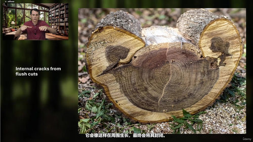 树木修剪:让树木健康生长的艺术与科学 (英文课程中文字幕)