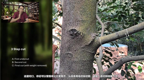 树木修剪:让树木健康生长的艺术与科学 (英文课程中文字幕)