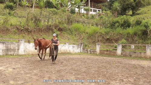 读懂马的内心：如何把恐惧变成信任 (英文课程中文字幕)