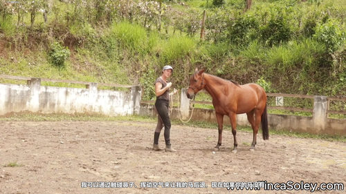 读懂马的内心：如何把恐惧变成信任 (英文课程中文字幕)
