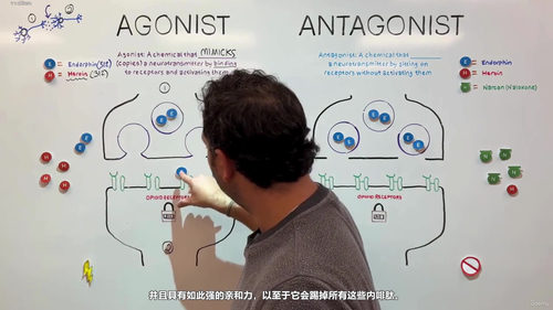 神经元与神经通讯：探索人体最神秘的信息网络 (英文课程中文字幕)