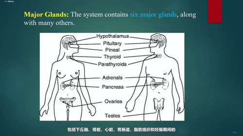 内分泌学入门：从激素基础到调控机制 (英文课程中文字幕)