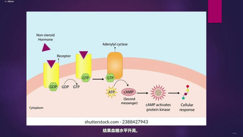内分泌学入门：从激素基础到调控机制 (英文课程中文字幕)