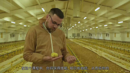 家禽养殖文凭课程 —— 拓展你的家禽业务(中文字幕英文视频教