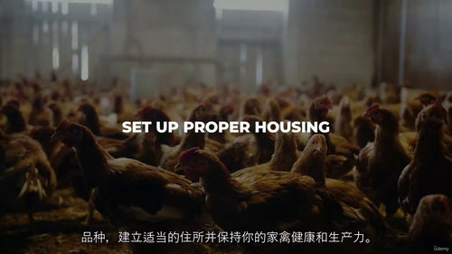家禽养殖文凭课程 —— 拓展你的家禽业务(中文字幕英文视频教