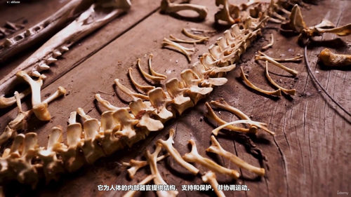 筋膜枪打击理疗系统课程 (英文课程中文字幕)