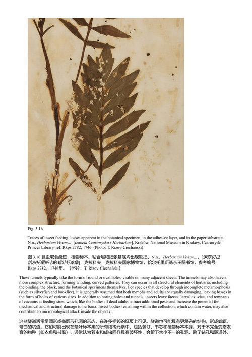 植物标本馆:保存与保护 玛格达莱娜·格伦达-库尔马诺夫 (中英对照电子书)
