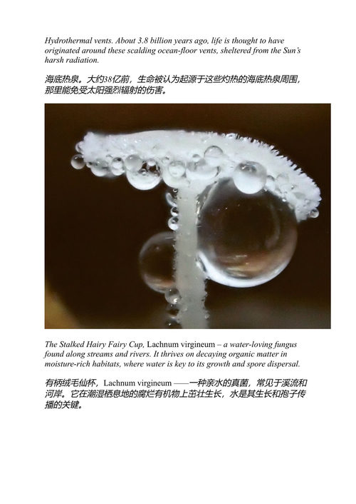真菌：生物与文化 基特·翁达杰·罗尔斯 (中英对照电子书)