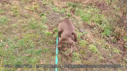 30 天狗狗平静随行特训营:专业犬只行为矫正与牵引绳训练指南