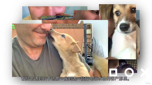 幼犬基础训练实用指南：新手入门前几周 (中文字幕英文视频教程