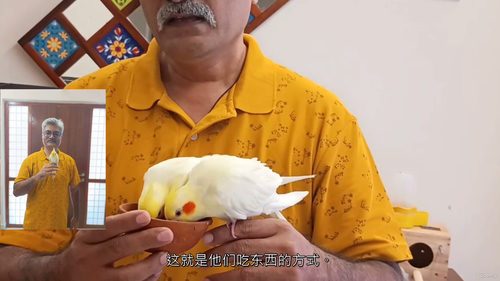 玄凤鹦鹉新手养护与训练指南 (中文字幕英文视频教程)