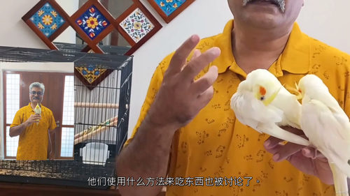玄凤鹦鹉新手养护与训练指南 (中文字幕英文视频教程)