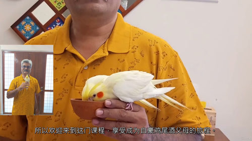 玄凤鹦鹉新手养护与训练指南 (中文字幕英文视频教程)